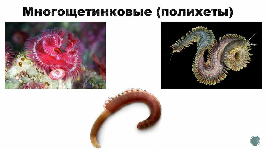Много детинковые черви. Морские многощетинковые кольчатые черви. Среда обитания многощетинковых. Кольчатый червь пескожил. Ракообразные презентация.