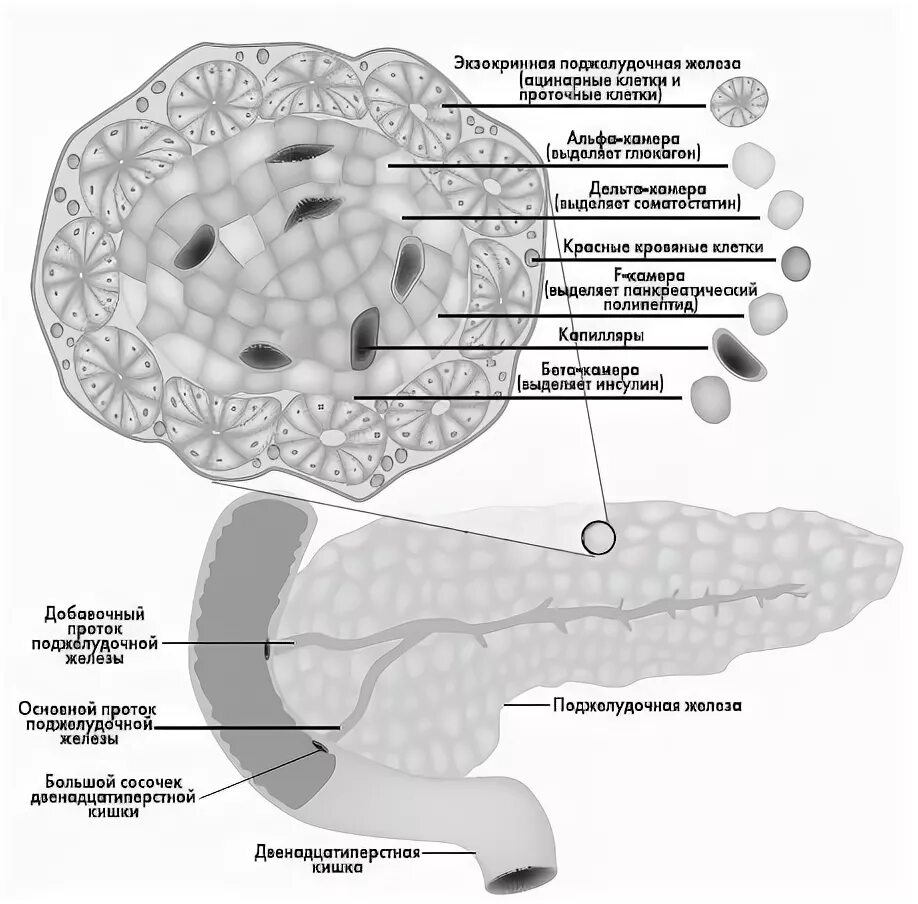 Эндокринные клетки островков лангерганса. Островки Лангерганса поджелудочной железы. Бета-клетках островков Лангерганса поджелудочной железы.. Строение поджелудочной железы островки Лангерганса. Островками Лангерганса поджелудочной железы животных.
