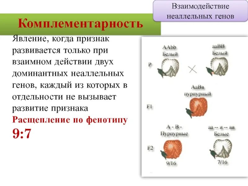 Взаимодействие генов в развитии. Комплементарное неаллельное взаимодействие генов. тип наследования в комплементарности. неаллельные взаимодействия генов комплементарность. генетические схемы взаимодействия неаллельных генов..
