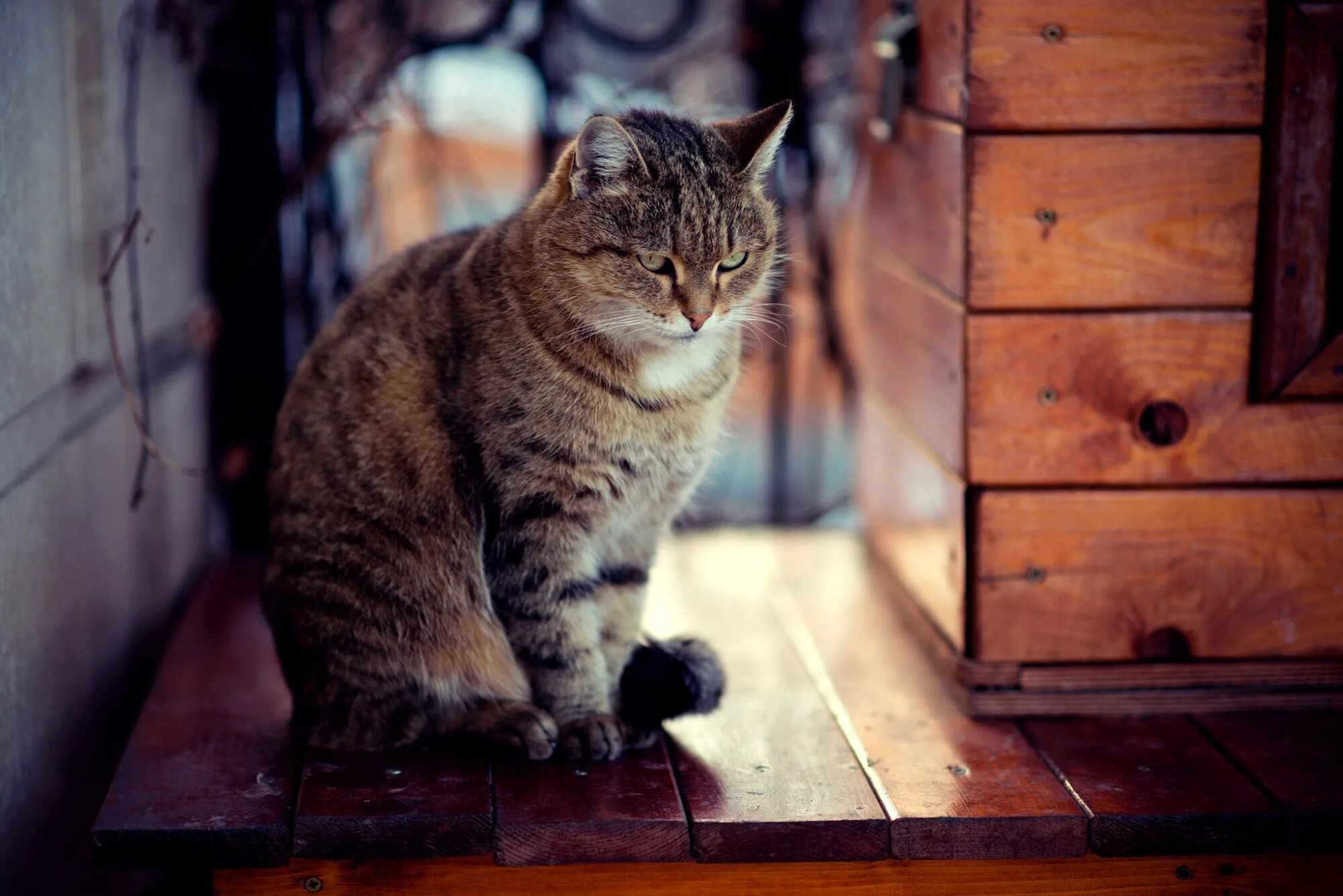 Кот сидит. Сидячая кошка. Сидячий кот. Деревенская кошка полосатая. Стол кошечка