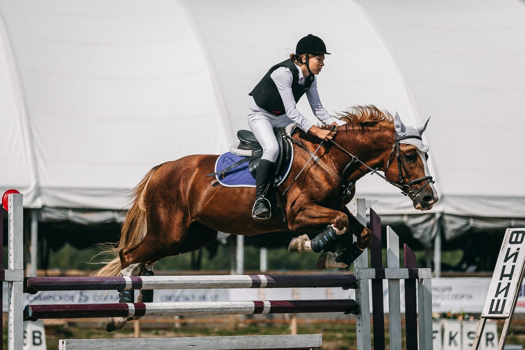 Horse sport. Фредерик Котьер конкур.