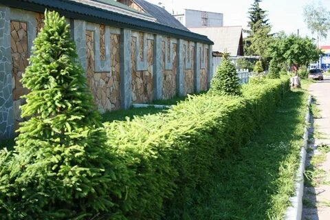 Посадка живых елей