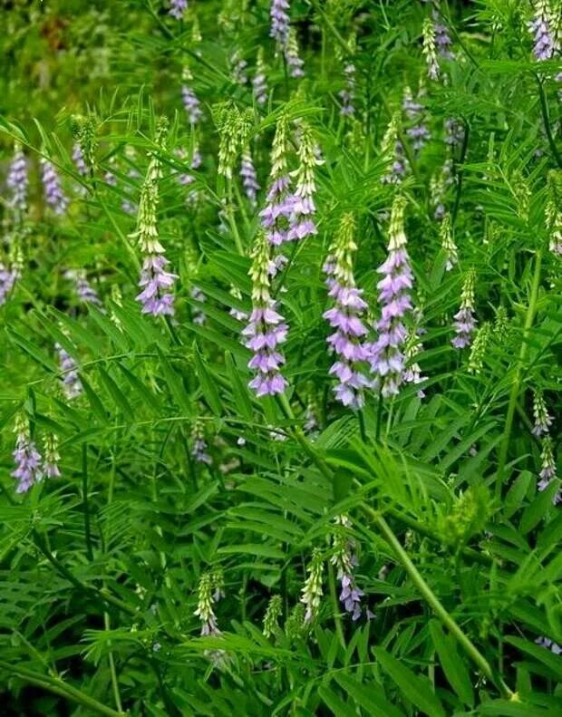 Может ли солодка. Glycyrrhiza glabra. Лакрица корень солодки. Солодка корень. Glycyrrhíza glabra.