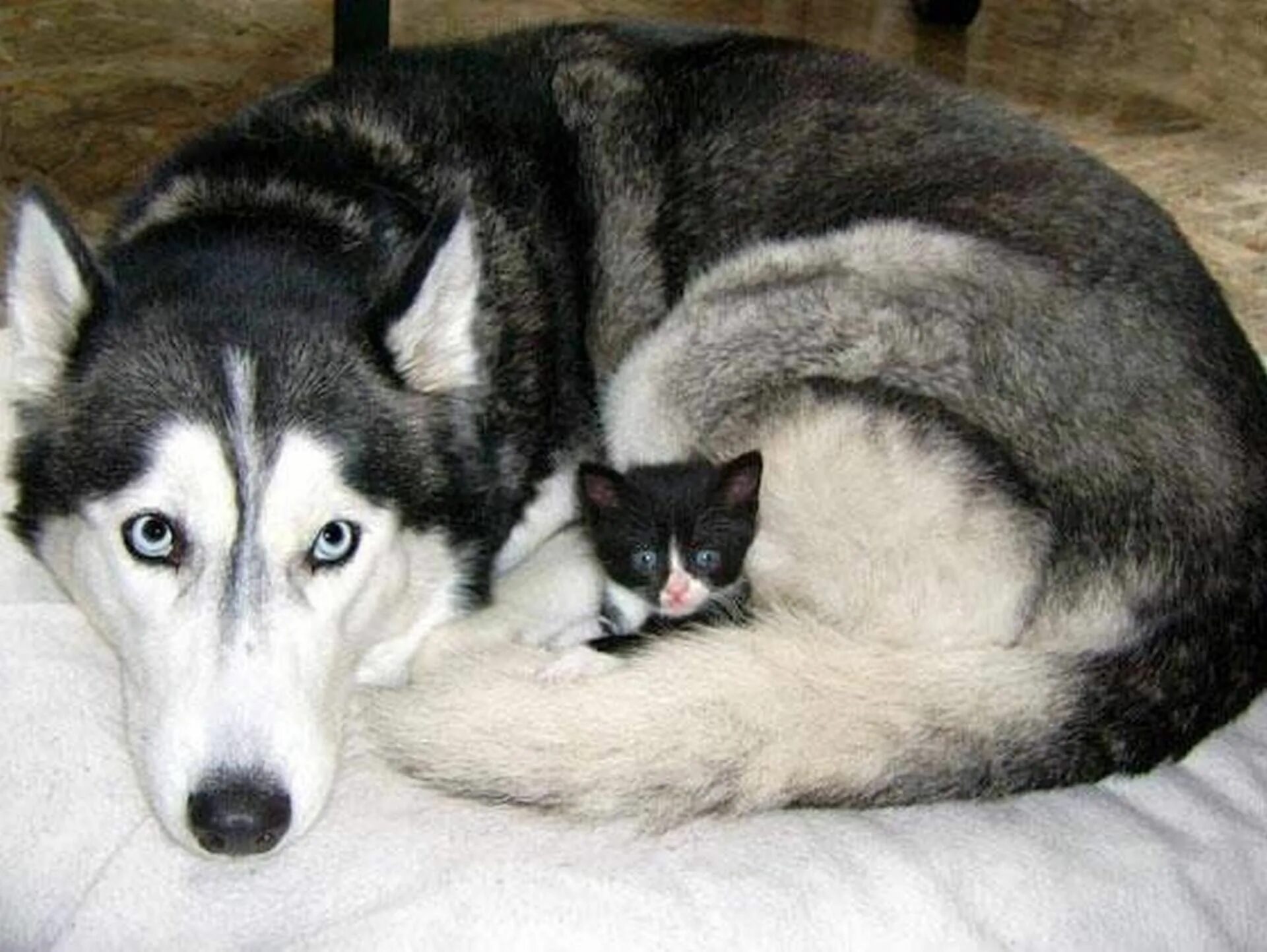 Котенок лайка папа и дочка. Хаски Талли. Сиамская хаски. Кошка породы хаски. Хаски и кошка.