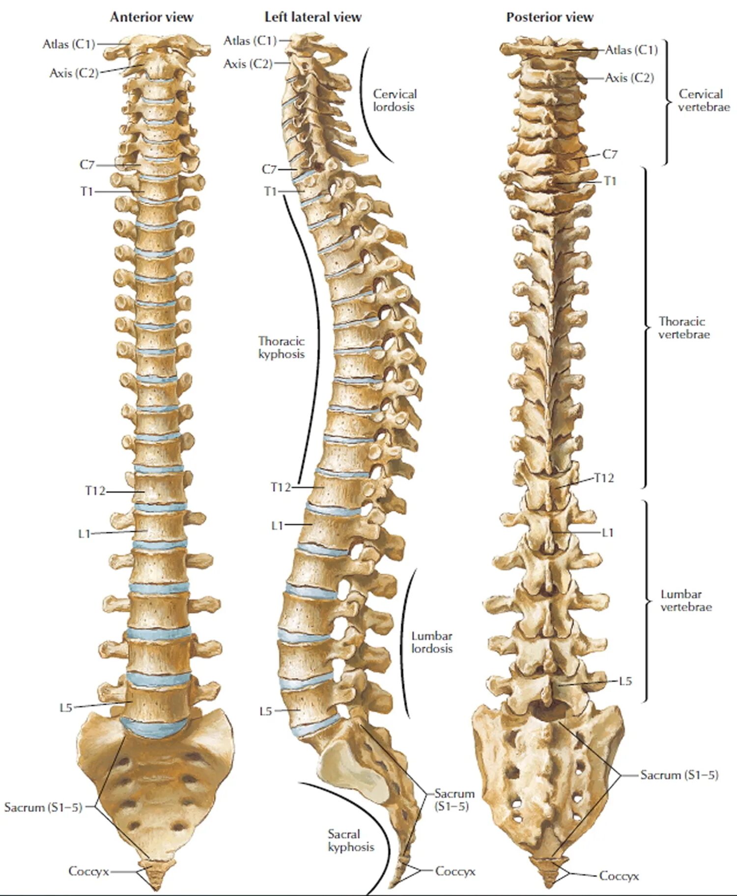 Скелет анатомия Позвоночный столб. Скелет туловища Позвоночный столб позвонки. L5 l6 позвонки. Грудной позвонок Неттер. Скелет человека спина