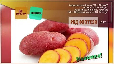 Ред леди картофель характеристика отзывы вкусовые