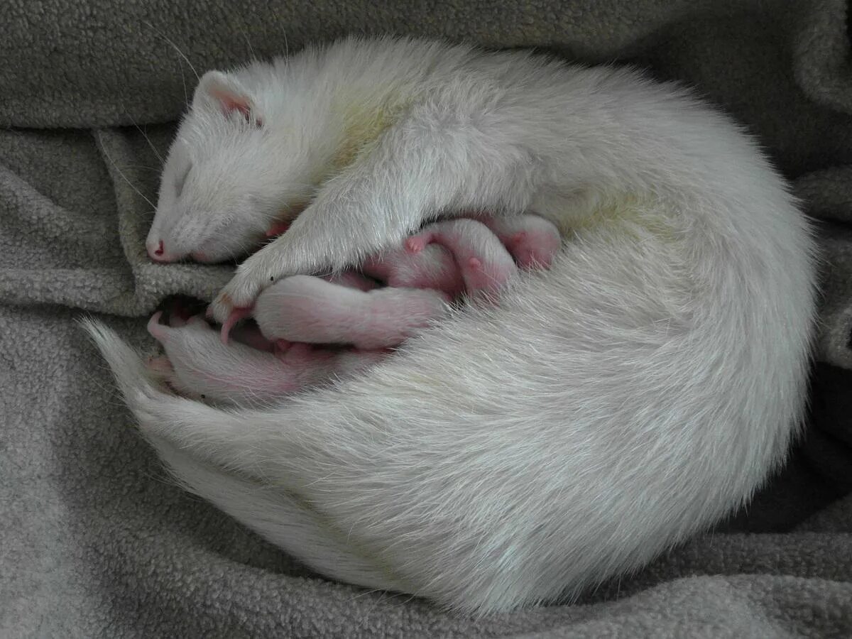 ласка норка хорёк горностай. ласка хорек куница горностай норка. хорек ласка куница норка. норка пастель животное. хорек коричневый.