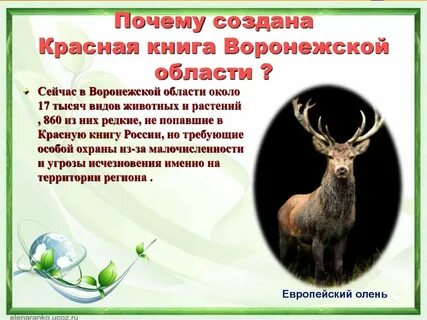 Животные из красной книги воронежской