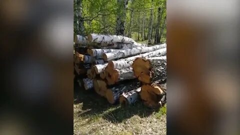 Очередь на древесину иркутская