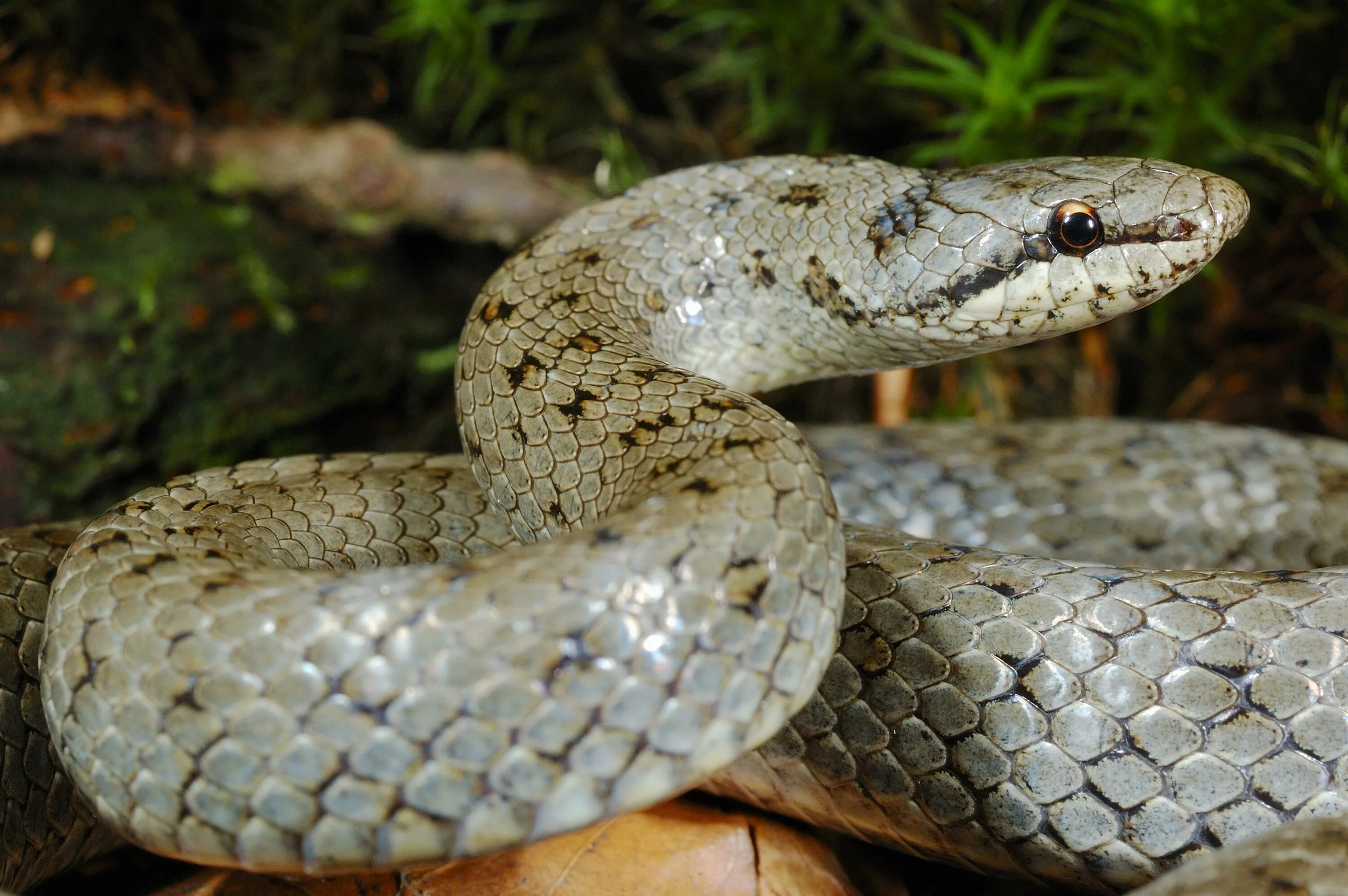 Обыкновенная медянка. Медянка краснохвостая. Smooth Snake (Coronella austriaca). Змеи Австрия. Длинной змеей раскинулся полк и когда лучи