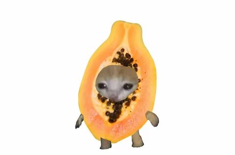Cat piece fruits