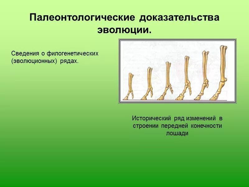 Доказательства эволюции список. Палеонтологические свидетельства эволюции таблица. палеонтологические доказательства эволюции. палеонтологические доказательства. палеонтологические и сравнительно-анатомические доказательства.