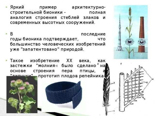 Символ бионики. Бионика стебли злаков. Монтаген бионика. Техническая бионика. Бионика эмблема символ.