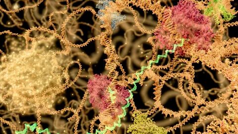 Plant enzymes