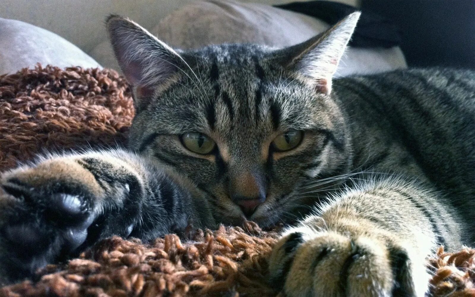 Кот дремот 1. Довольный кот. кошка лежит. обои кошки. ленивые коты.