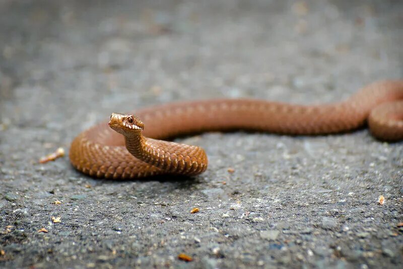 Slender hognosed pitviper, Porthidium ophryomegas, brown danger poison snake in 