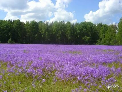 Белорусская луговая