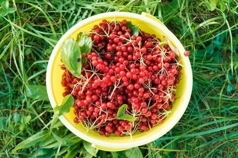 Чем богата калина