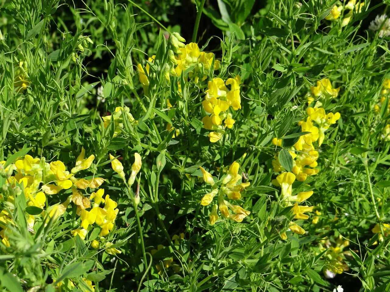 Растения чина луговая. Чина луговая (lathyrus pratensis). чина желтая луговая. чина луговая — lathyrus pratensis l. трава чины луговой.