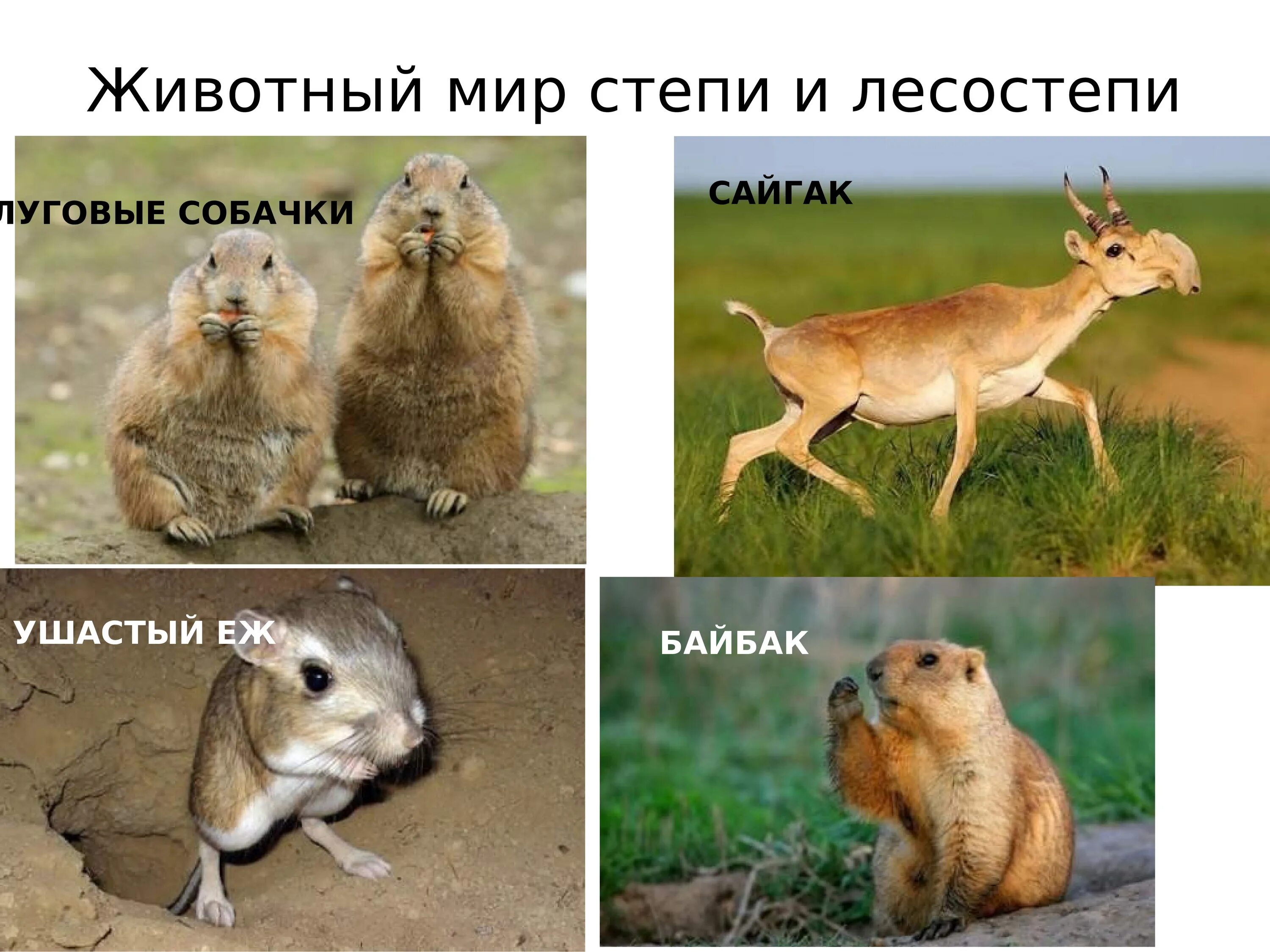 Какие животные обитают в степях и лесостепях. Лесостепи и степи животные. обитатели лесостепей и степей. растительный мир лесостепи. животные степей и лесостепей россии.