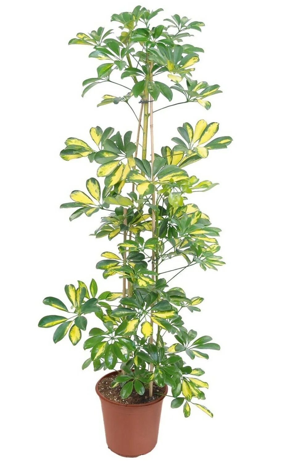 Как выглядит цветок шифлера Dwarf Umbrella Tree (Schefflera arboricola)