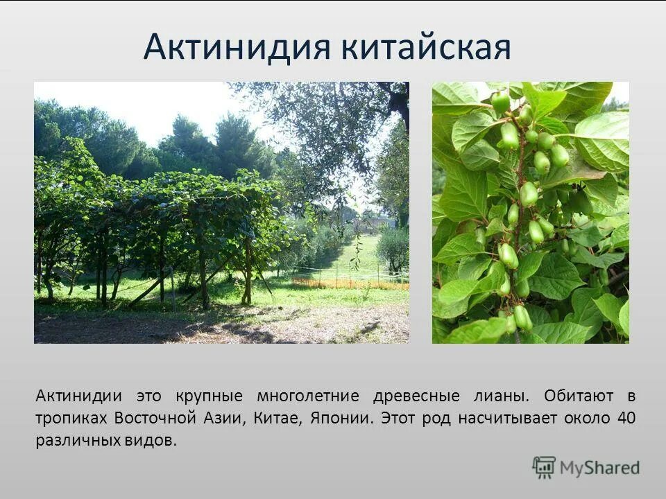 актинидия китайская 4 буквы