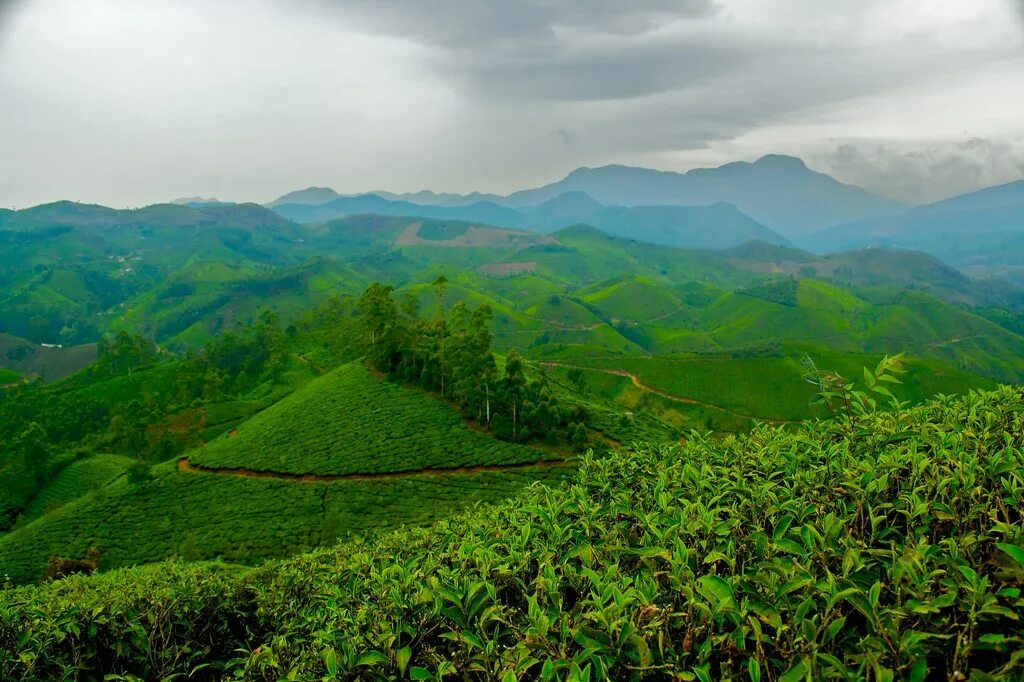 Ферма шри ланка. Шри Ланка плантации чая. Чайные плантации в Индии. Керала чайные плантации. Горы чайные плантации Шри Ланка.