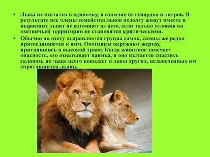 Стих 3 льва