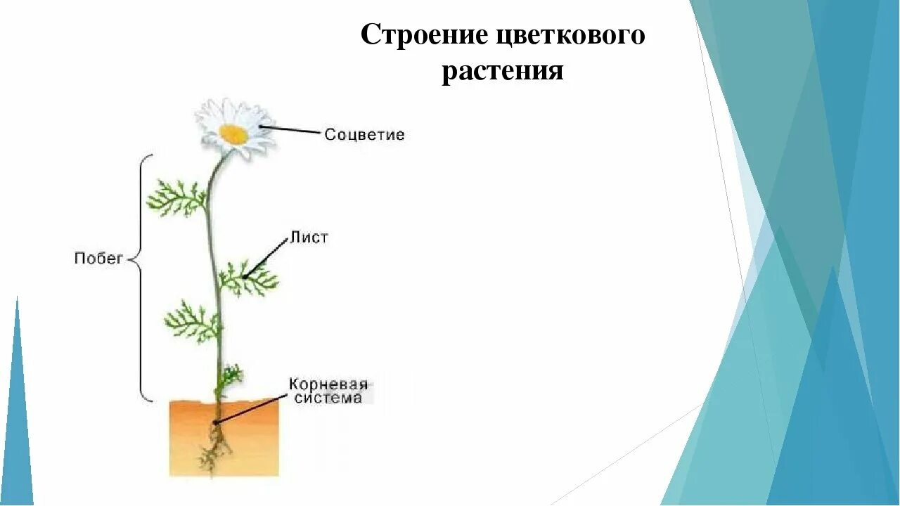 Строение растения рисунок с подписями. Схема строения цветкового растения рисунок. Строение цветковых растений схема. Строение цветкового растения схема 5 класс. Схема строения цветкового растения 5 класс биология.