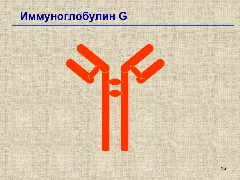 Иммуноглобулин 9. Иммуноглобулин. Иммуноглобулин д. Иммуноглобулин g. Иммуноглобулины e.