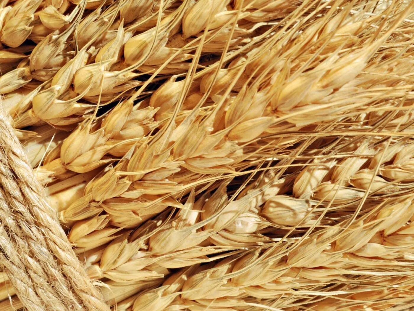 Пшеница розницу купить. Ячмень Грейс. Пшеница. Пшеница зерно. Колосья пшеницы.