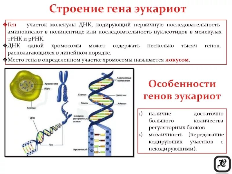 Геном называют. Организация генома эукариот. Ген строение Гена. Строение ДНК эукариот. Структуры клетки эукариот содержат молекулы ДНК.