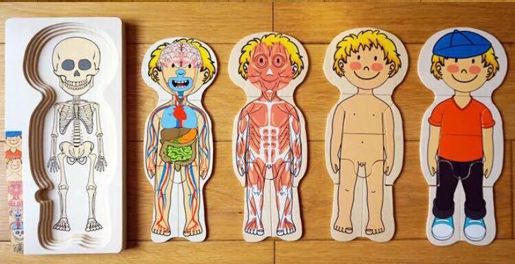 Части тела человека для детей. Строение тела человека для детей. Скелет человека с органами для детей. Игрушка строение человека. Тело человека для дошкольников.