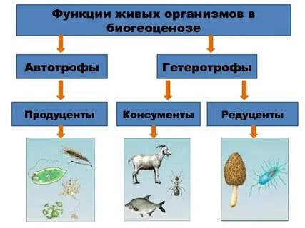 Автотрофные организмы редуценты