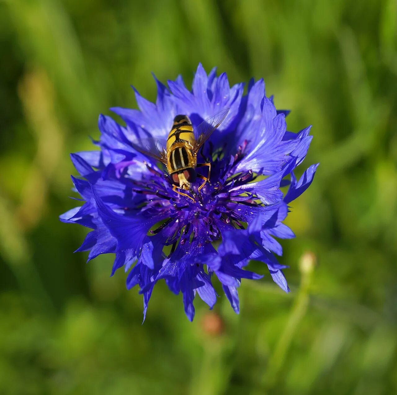 Василек относится к. Василек синий (Centaurea cyanus). Василек синий Корнфловер. Василек Луговой синий. Василек полевой.