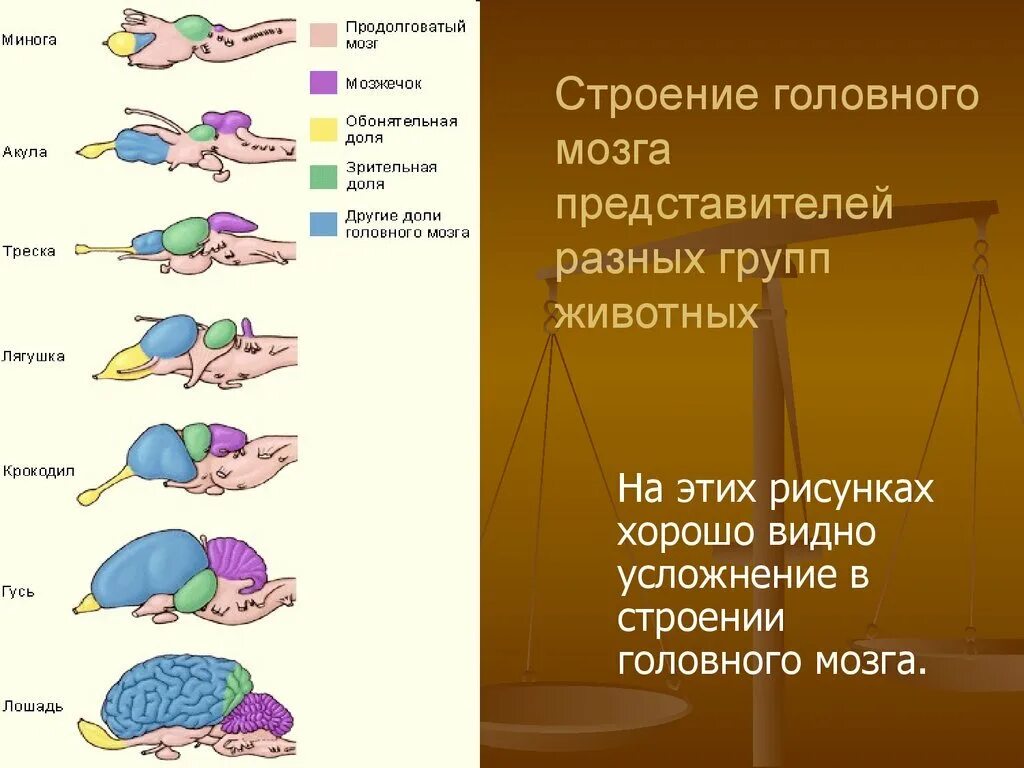 Строение головного мозга животного соответствует следующему описанию. Строение головного мозга хордовых животных таблица. строение головного мозга классов позвоночных животных. головной мозг животных. эволюция мозга животных.