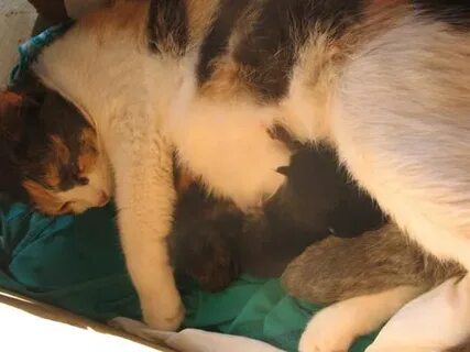 Женщина родила котят