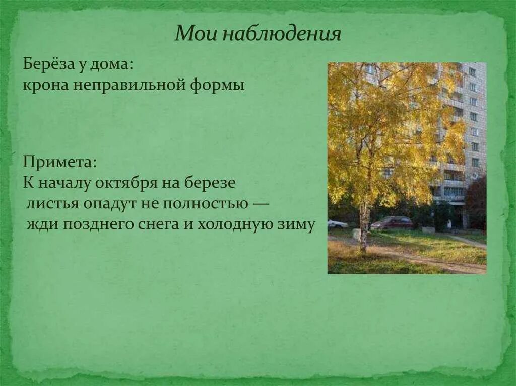Наблюдения за дубом осенью. Наблюдение за деревьями осенью. наблюдение за березой осенью. фенологическое наблюдение за березой. дневник фенологических наблюдений за деревьями осенью.