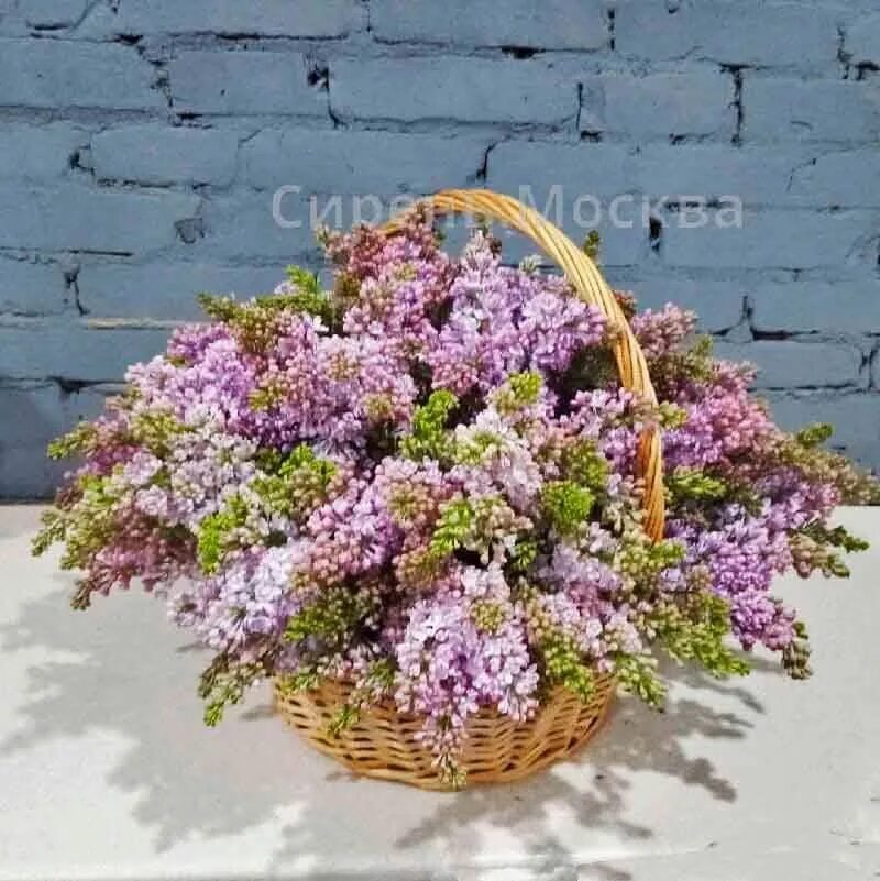 Фото корзины сирени. Букет сирени в корзинке. Сирень в корзине. Большая корзина с сиренью. Картина сирень в корзине.
