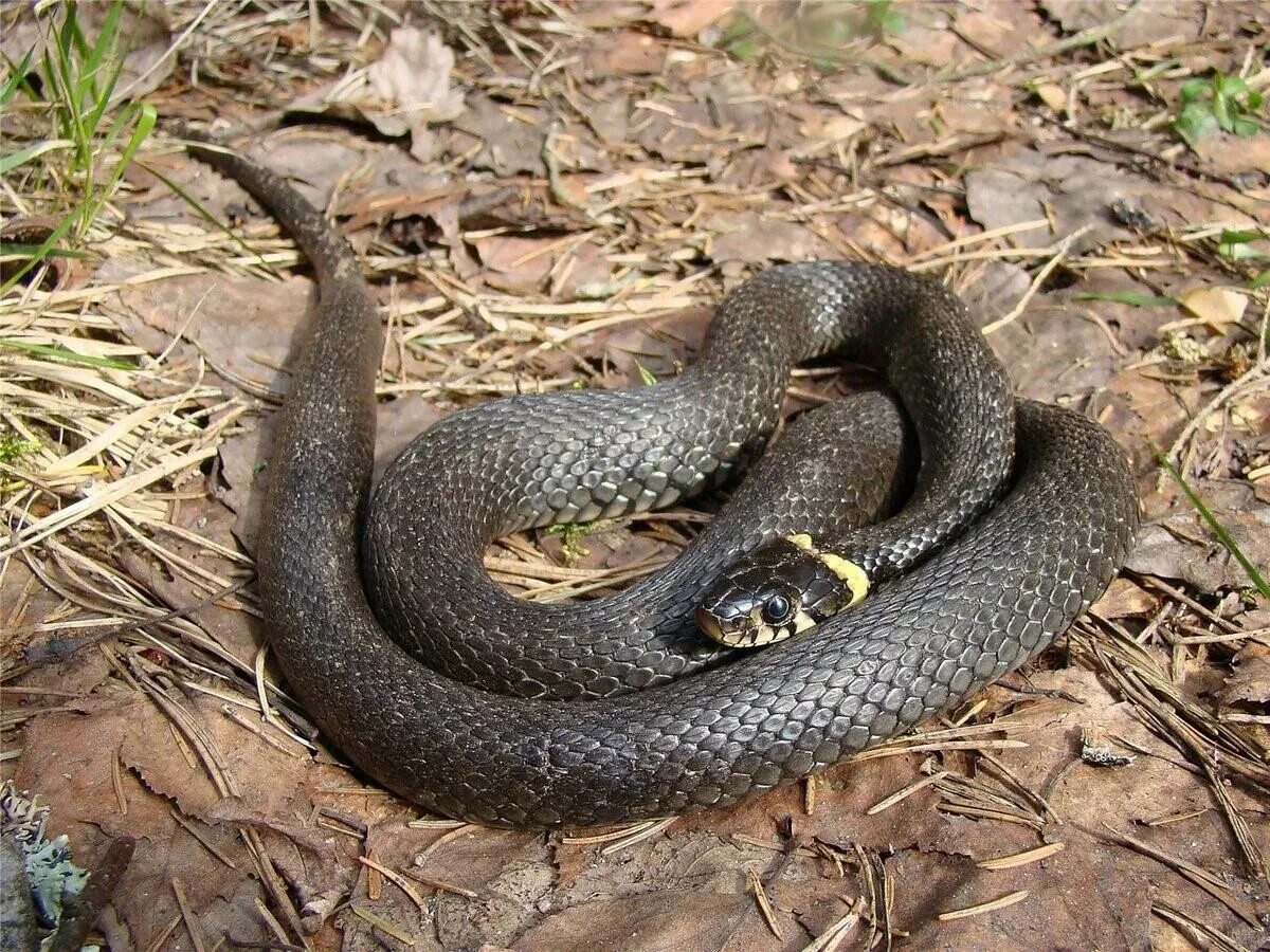 Гадюка Лотиева. Обыкновенная гадюка меланист. Гадюка Сахалинская ( Vipera sachalinensis ). Обыкновенный уж меланист. Какие змеи черные