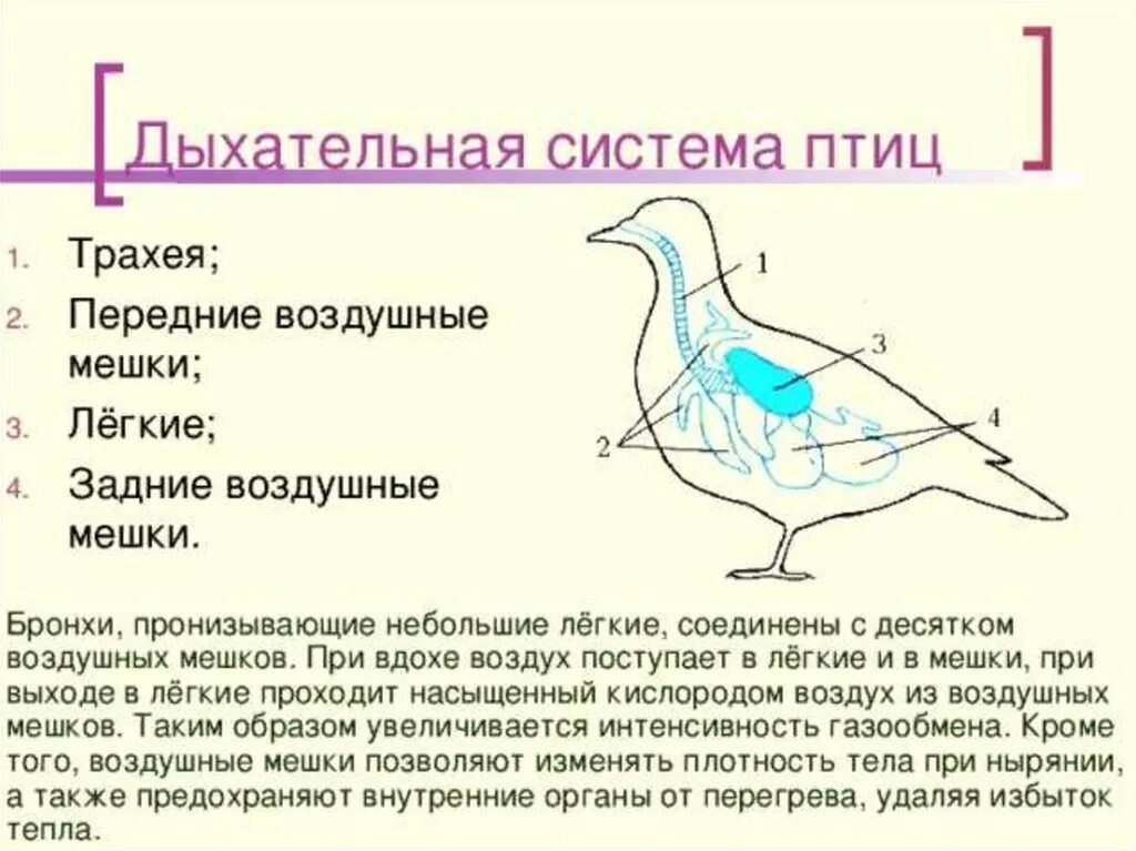 Какую функцию выполняют воздушные мешки. Система органов дыхания птиц схема. Схема строения дыхательной системы птиц. Из чего состоит дыхательная система птиц. Система органов дыхания птиц схема 7 класс.