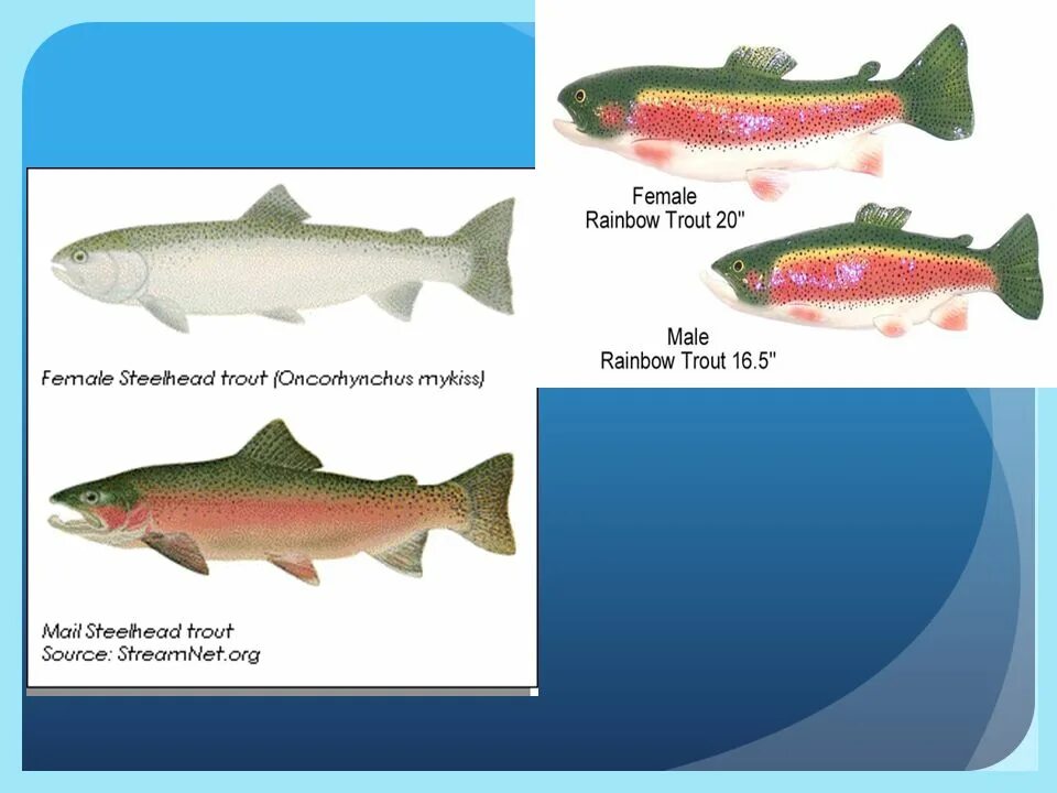 Как отличить самца форели. Сам3а форели. Форель самка. Форель Радужная самка. Форель отличие самки от самца.