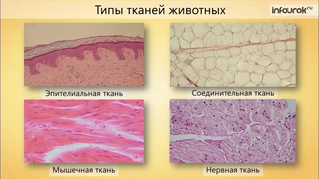 Эпителиальные соединительные мышечные ткани. Эпителиальная ткань соединительные ткани мышечные ткани. Животные ткани эпителиальная соединительная мышечная. Типы тканей эпителиальная соединительная. Состав тканей животных