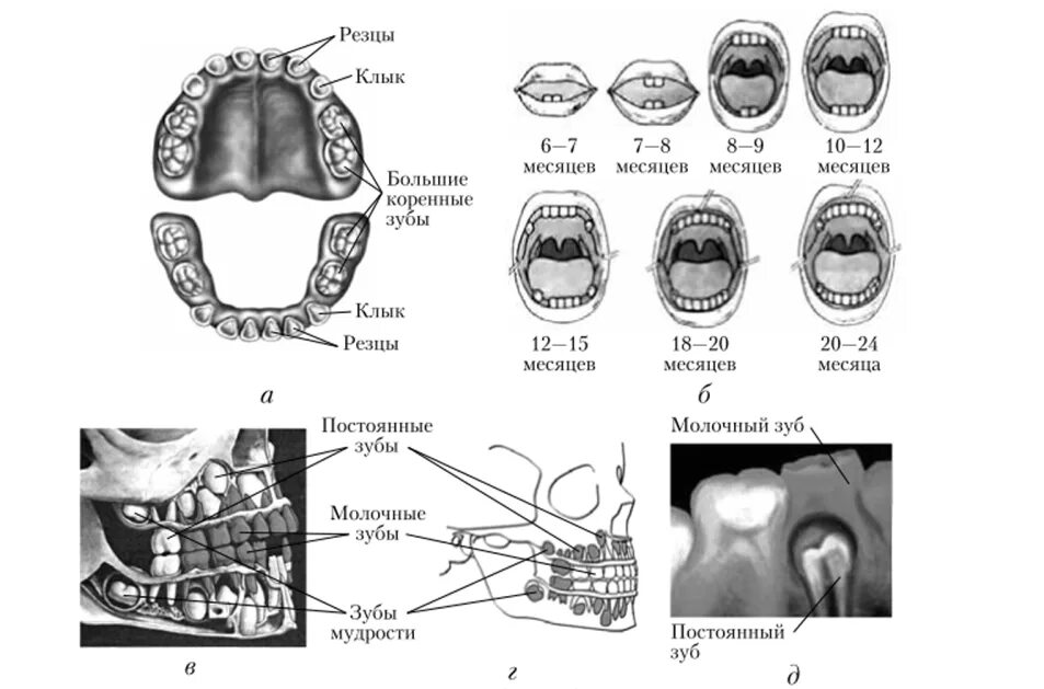 Коренной зуб в челюсти. Строение молочных зубов у детей анатомия. Строение молочных и коренных зубов. Схема молочных зубов с корнями.