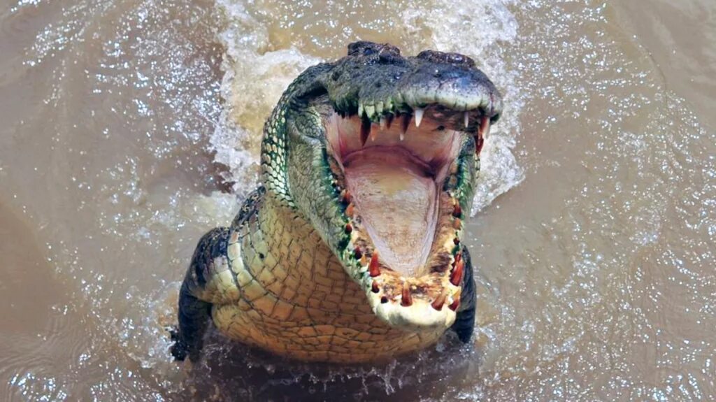 Какое животное самое сильное на планете