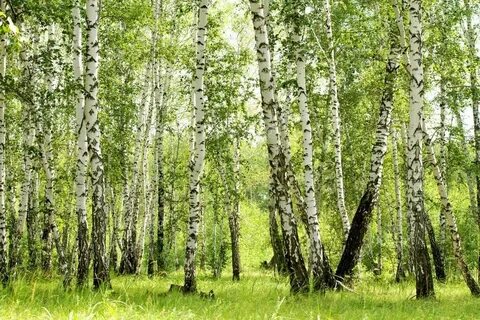 Березовая роща 44