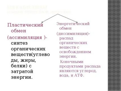 Энергетический и пластический обмен диссимиляция и ассимиляция