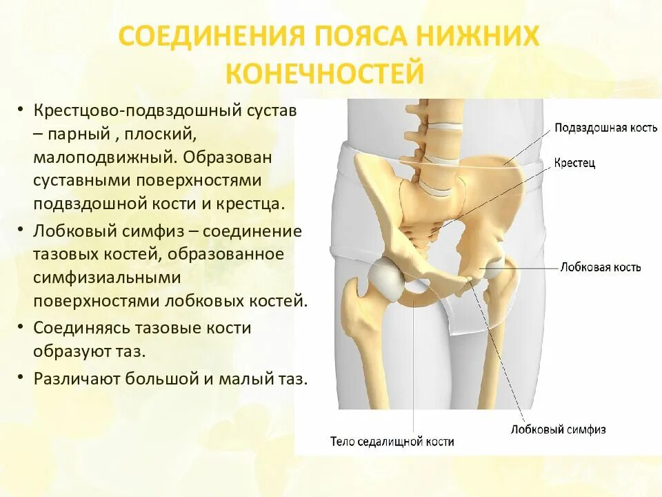 Пояс нижней конечности тазовая кость. Соединение костей пояса нижних конечностей крестцово. Крестцово-подвздошный сустав соединение костей. Строение и соединение костей костей нижней конечности. Крестец подвздошная кость