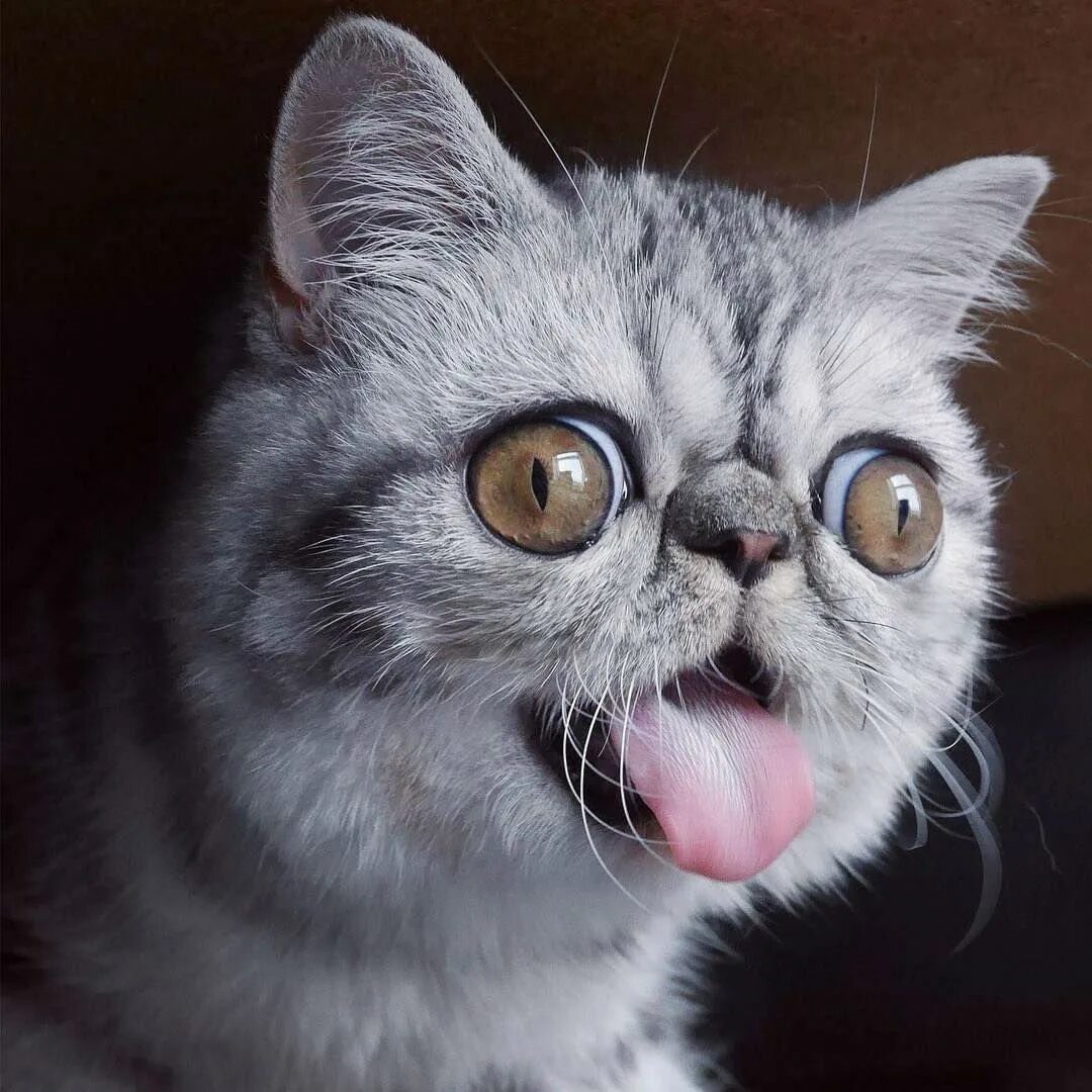 Ржачные коты мемы