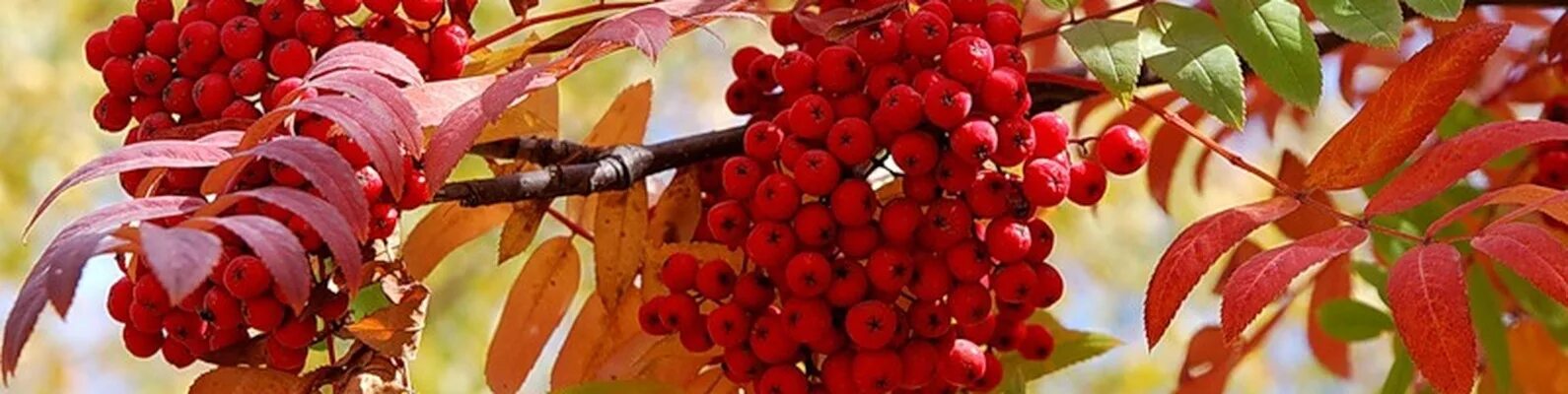 Август гроздья винограда и рябины ржавой. Рябины ржавой август. Церкоспороз роз. Август астры август звёзды август грозди винограда и рябины август. Гроздь винограда рябины.